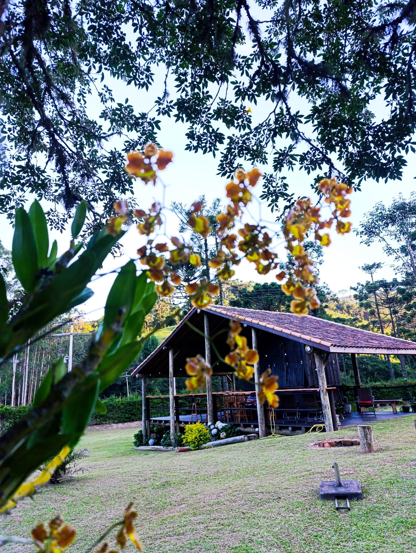 Mata atlântica em volta do Recanto da Pantera